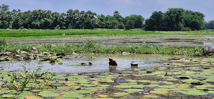 Darbhanga Makhana cultivation wetlands and ICAR Research Centre