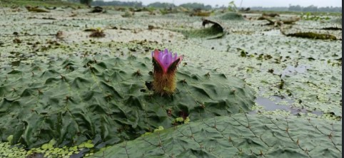 Katihar wetland logistics and trade corridor
