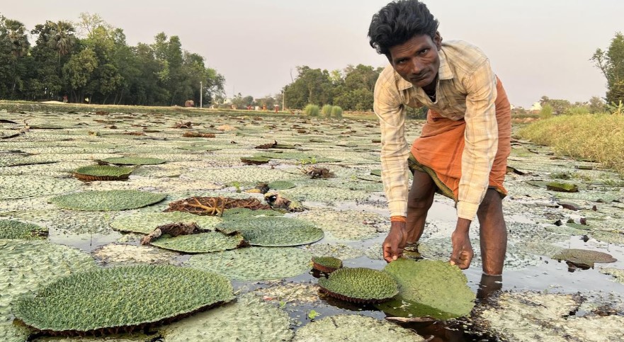 Madhubani artisanal pond diving Mallah harvesters