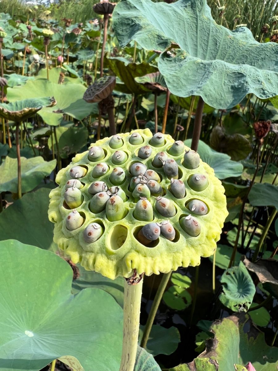 Makhana wetland pond cultivation in Mithila Bihar