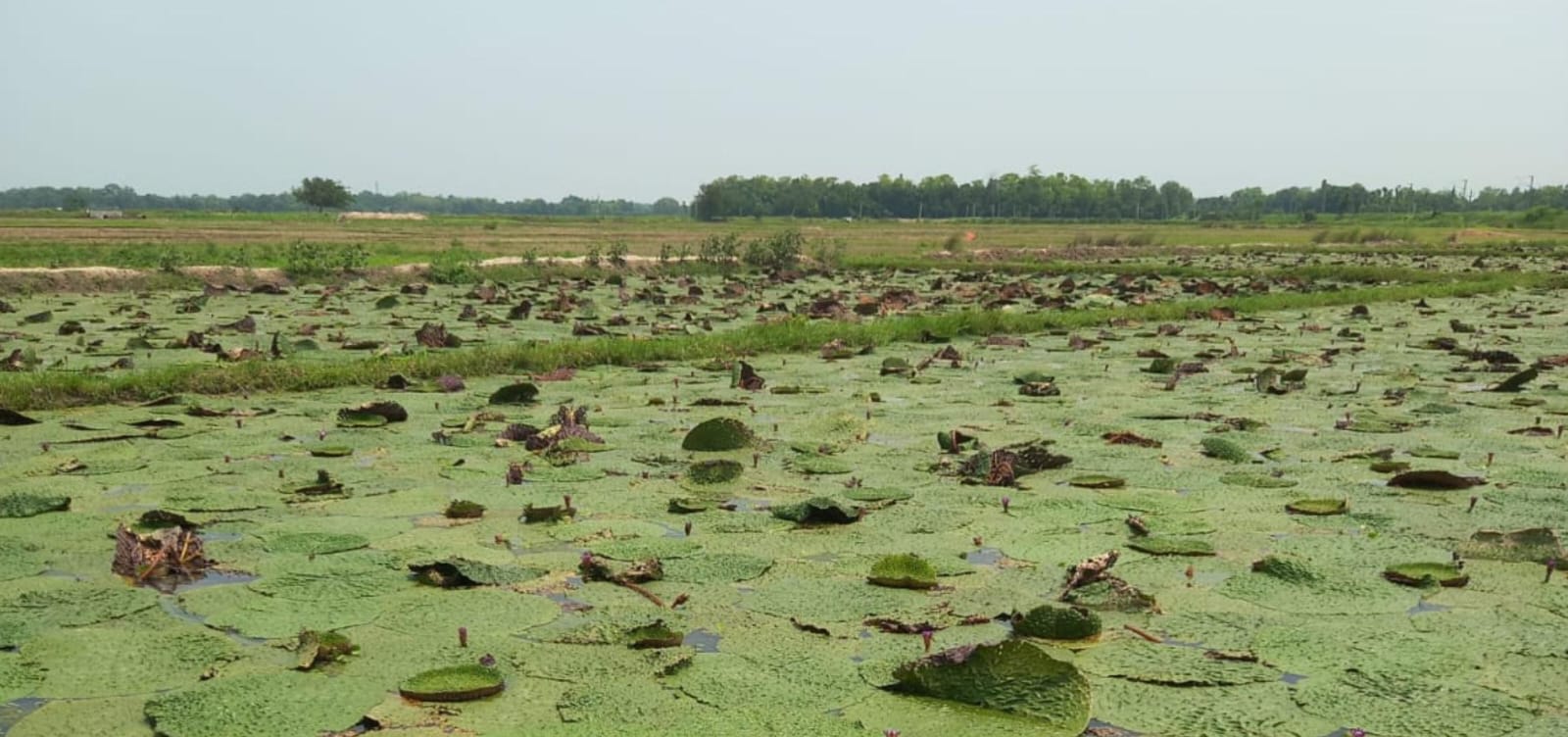 Makhana wetland ecosystem in Bihar