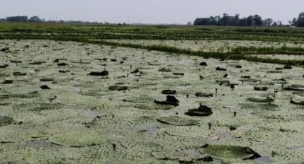 Saharsa and Supaul vast Kosi floodplain chaurs