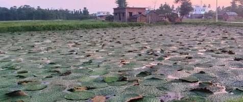 Sitamarhi and Kishanganj sub-Himalayan alluvial ponds