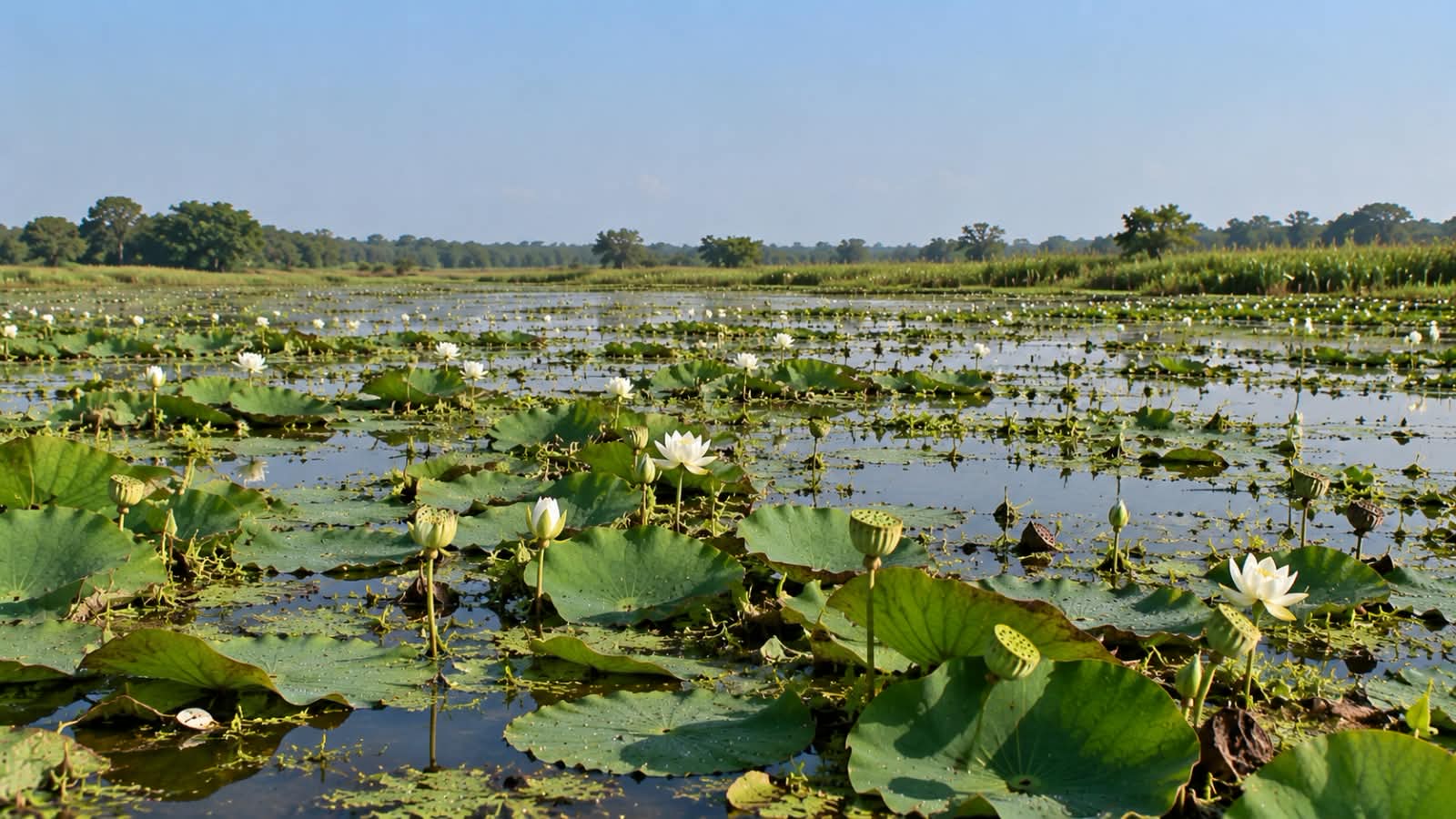 Vast makhana wetland sunrise landscape in Bihar